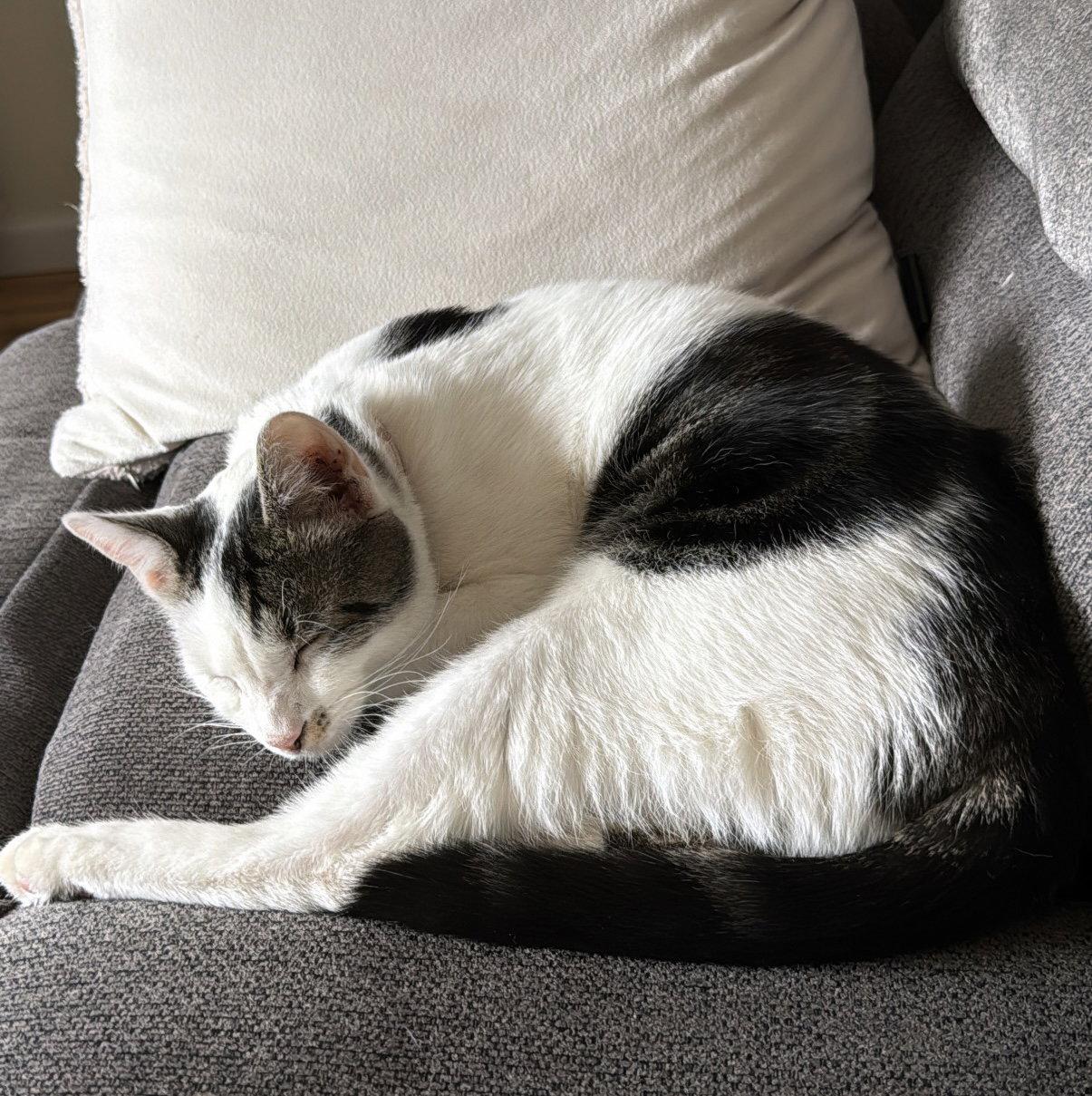 Monk, a Adoptable Domestic Short Hair in Fort Collins, CO image 1/3