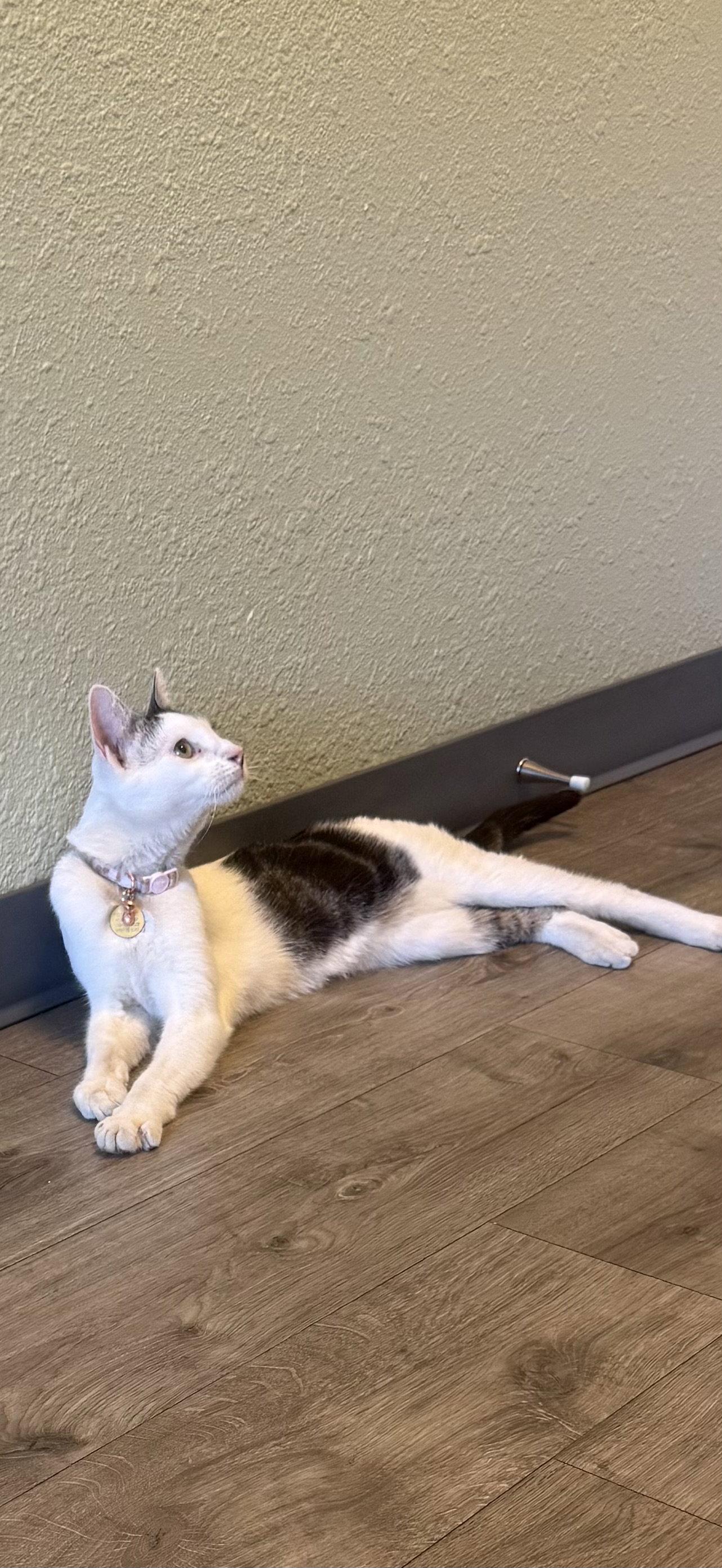 Monk, a Adoptable Domestic Short Hair in Fort Collins, CO image 2/3