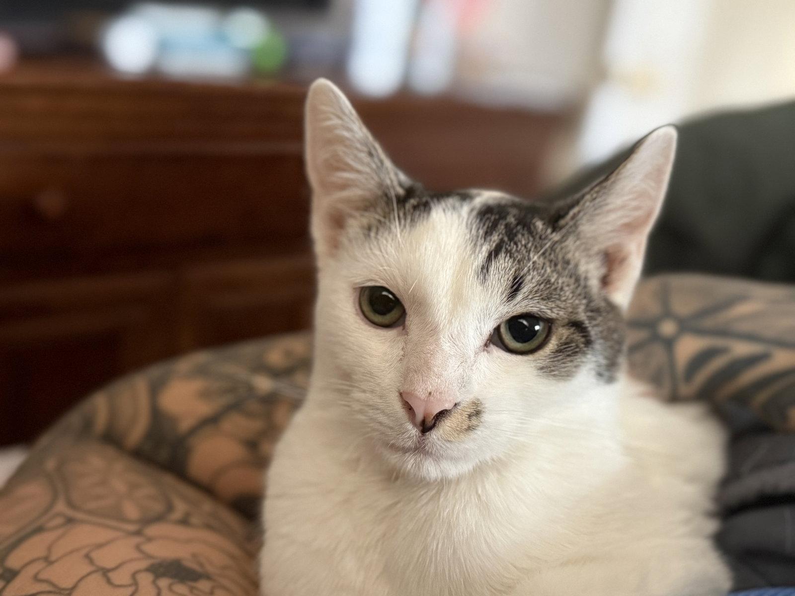 Enlarge Monk, a Adoptable Domestic Short Hair in Fort Collins, CO image 2/3