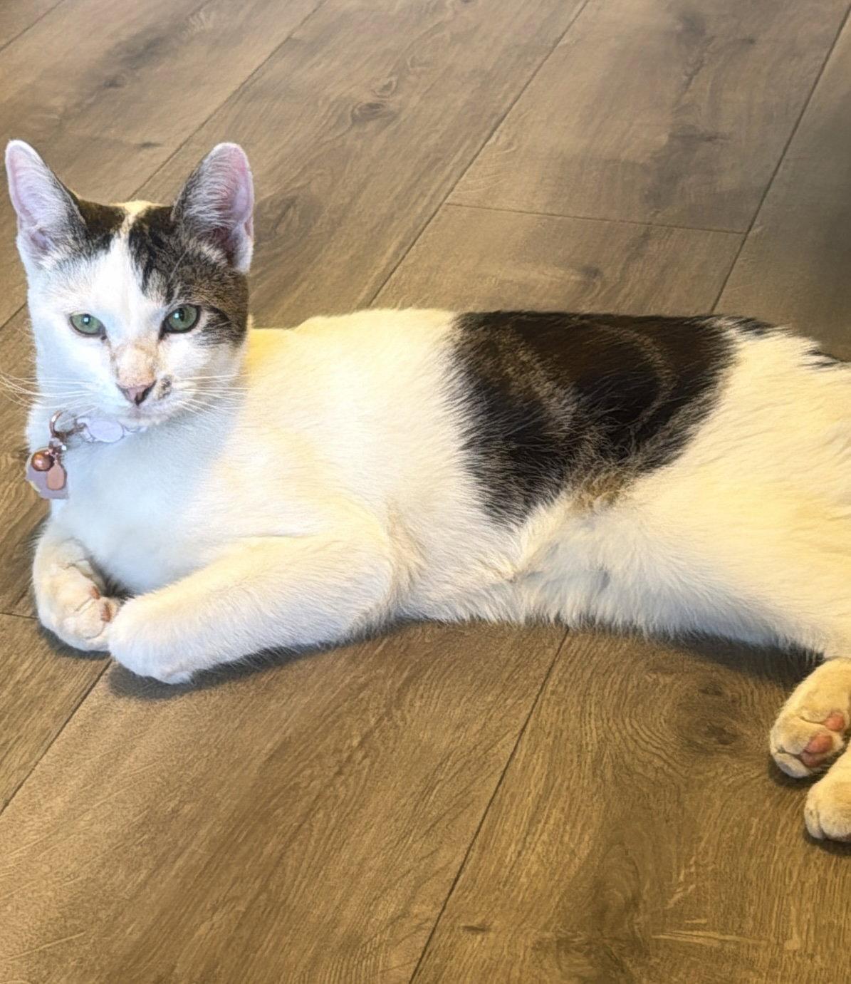 Monk, Adoptable, Adult Male Domestic Short Hair.