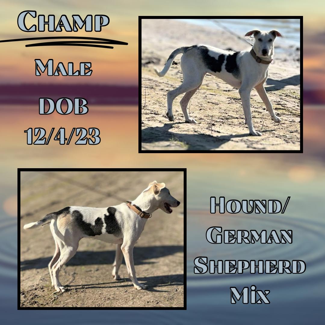 Dog for adoption Champ, an American Foxhound & German Shepherd Dog