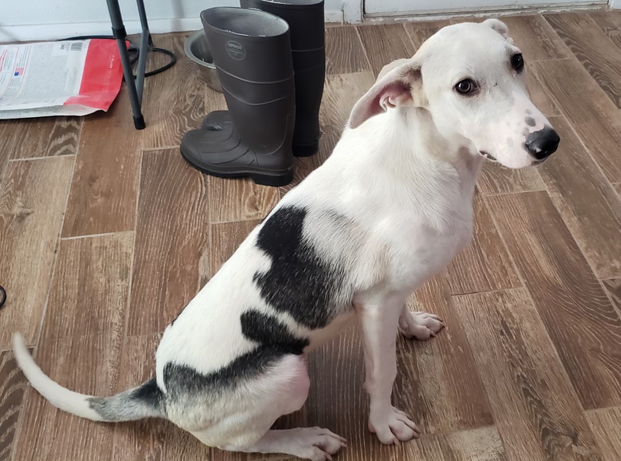 Dog for adoption Champ, an American Foxhound & German Shepherd Dog