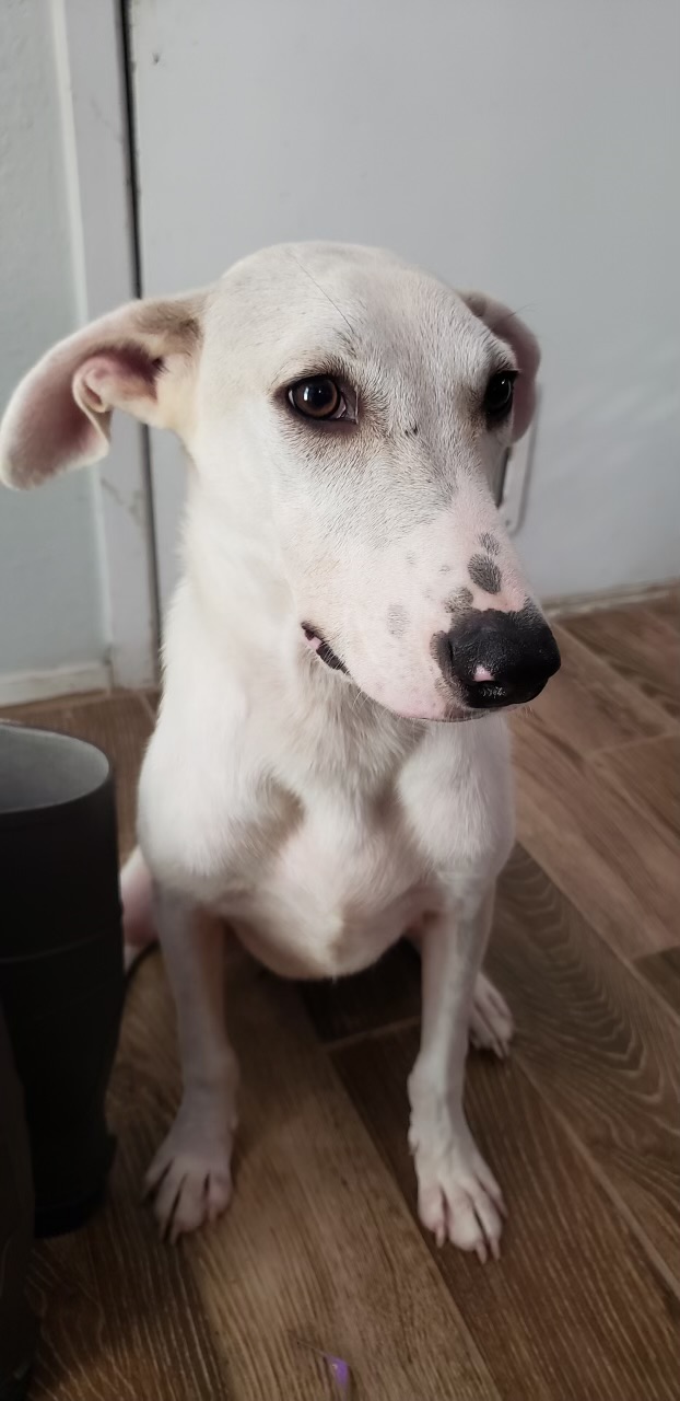 Dog for adoption Champ, an American Foxhound & German Shepherd Dog