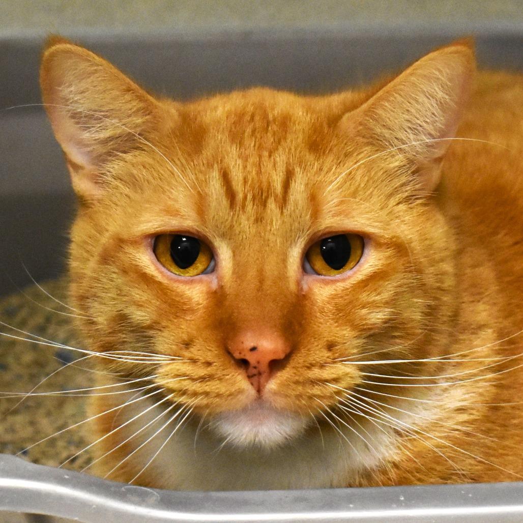 Hansel (Pineki (22-2z-4)), a Adoptable Domestic Short Hair in Rifle, CO image 1/4