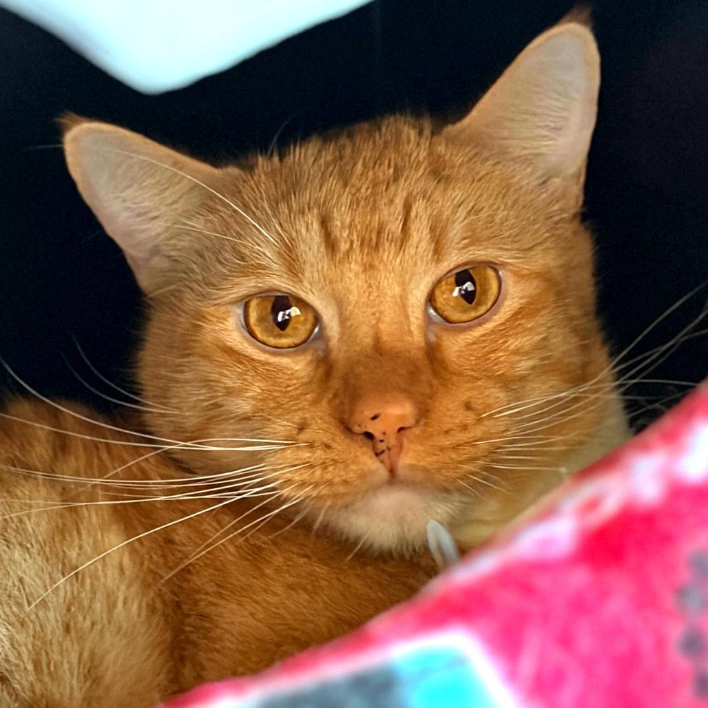 Hansel (Pineki (22-2z-4)), Adoptable, Adult Male Domestic Short Hair.