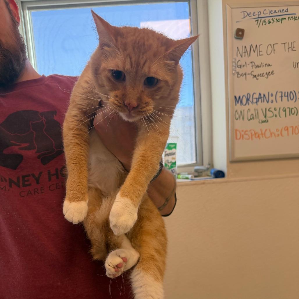 Hansel (Pineki (22-2z-4)), a Adoptable Domestic Short Hair in Rifle, CO image 3/4