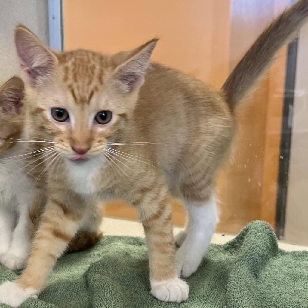 Hansel (Pineki (22-2z-4)), a Adoptable Domestic Short Hair in Rifle, CO image 4/4