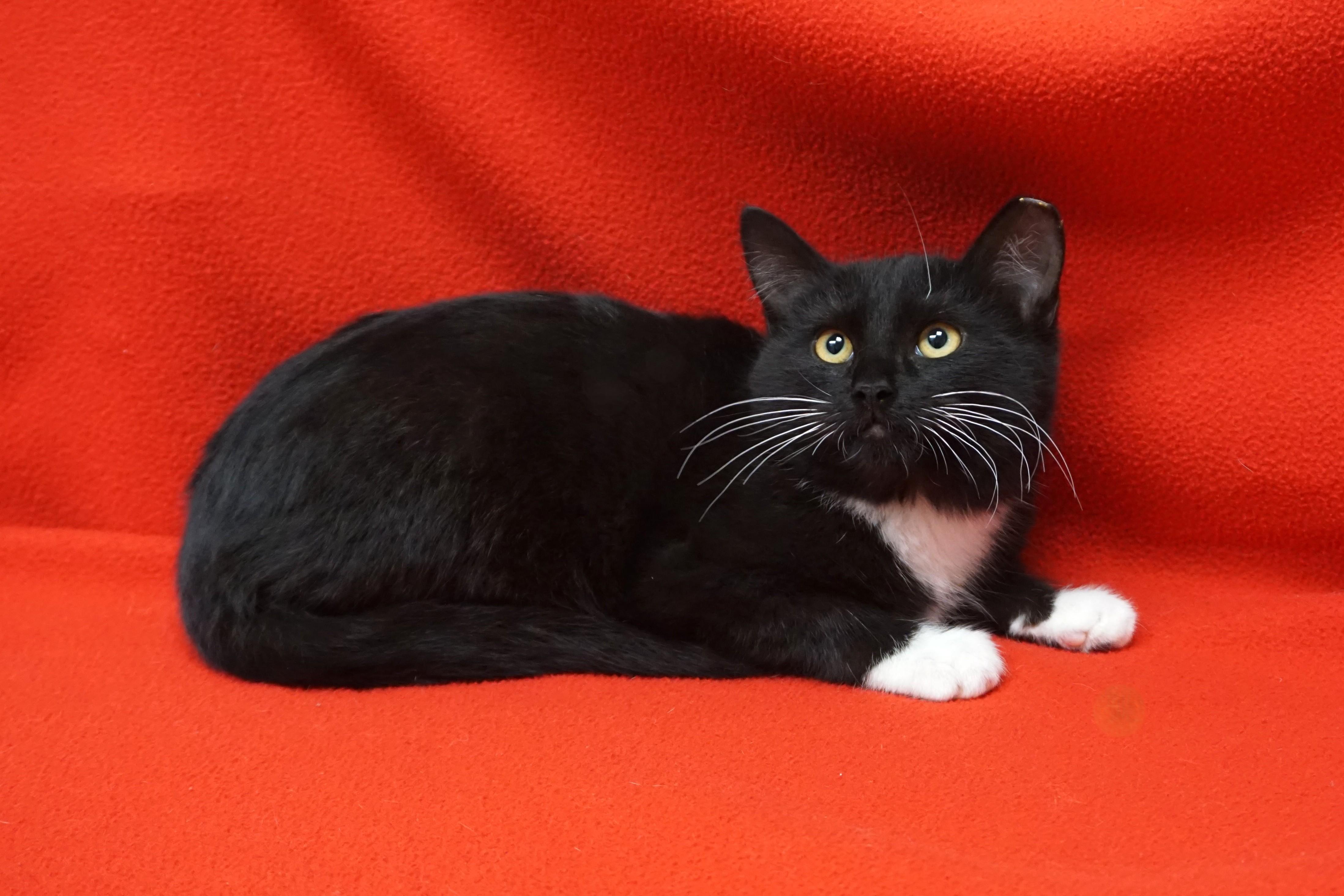 Enlarge Bertie, a ADOPTABLE Domestic Medium Hair in Fountain Hills, AZ image 5/5