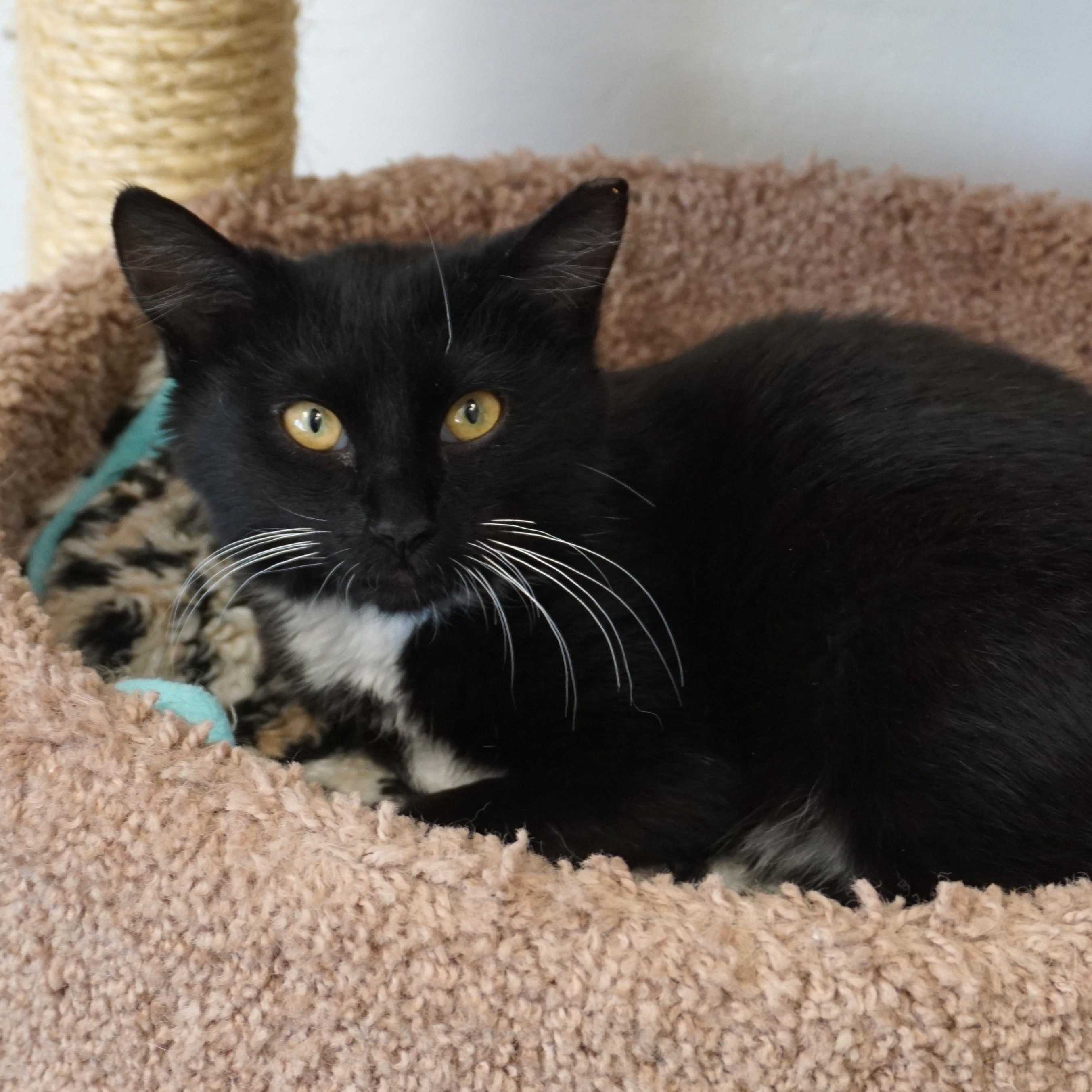 Bertie, ADOPTABLE, Kitten Male Domestic Medium Hair.