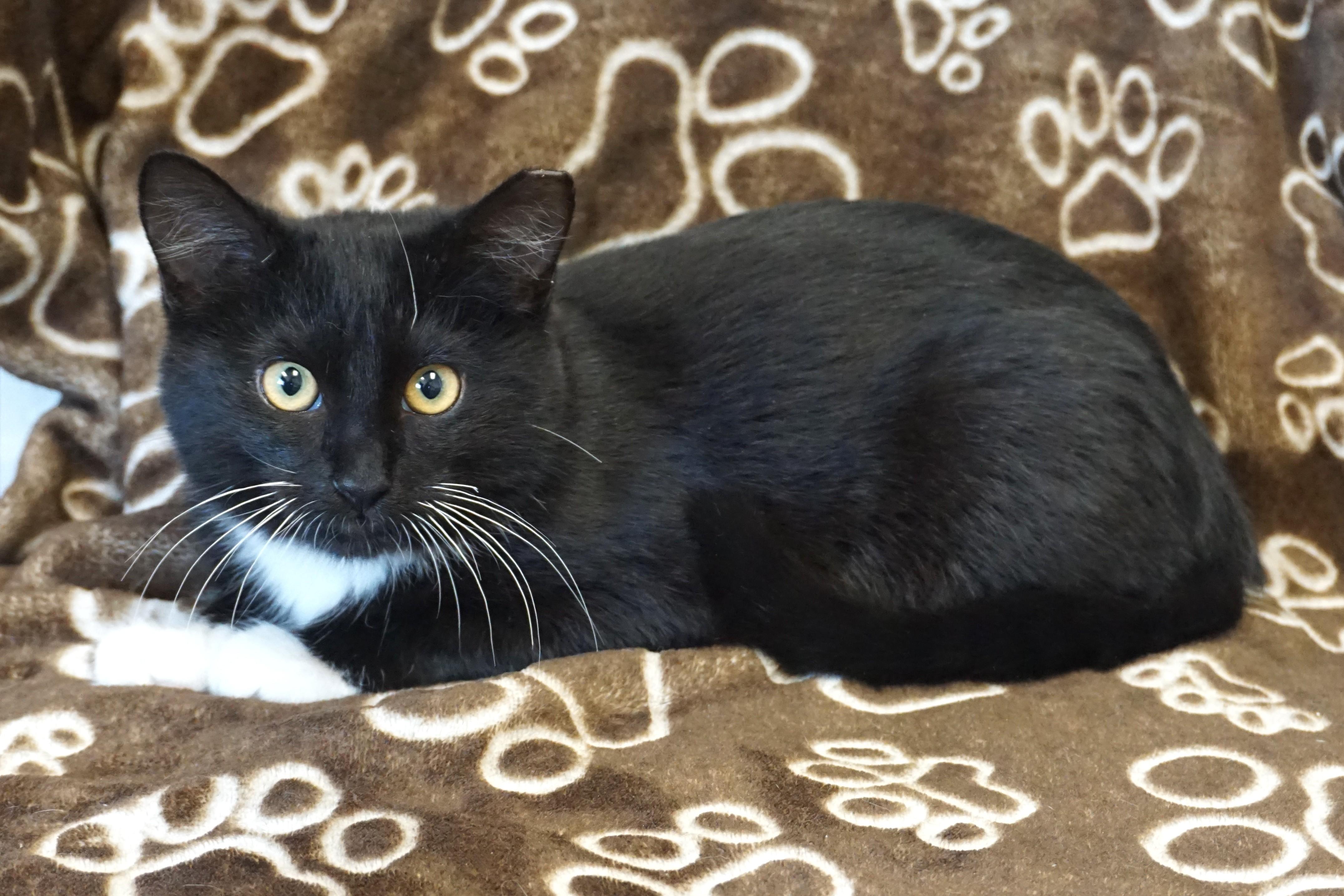 Enlarge Bertie, a ADOPTABLE Domestic Medium Hair in Fountain Hills, AZ image 2/5