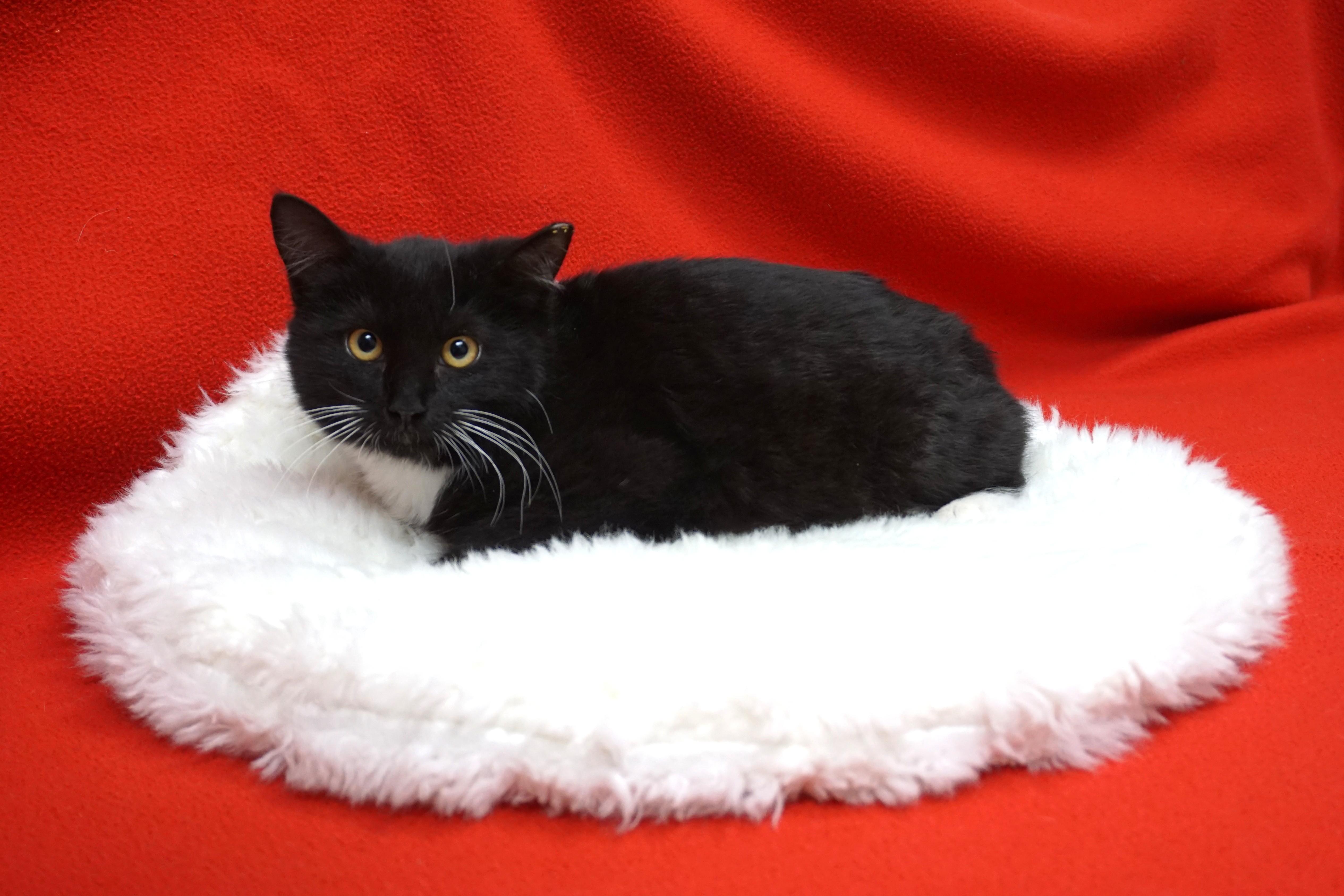 Enlarge Bertie, a ADOPTABLE Domestic Medium Hair in Fountain Hills, AZ image 3/5