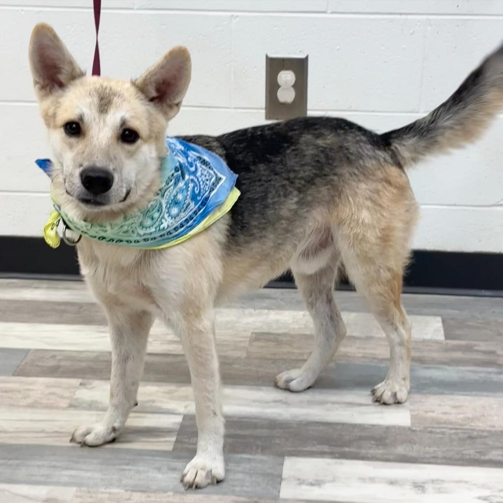 Duke — thumbnail 3