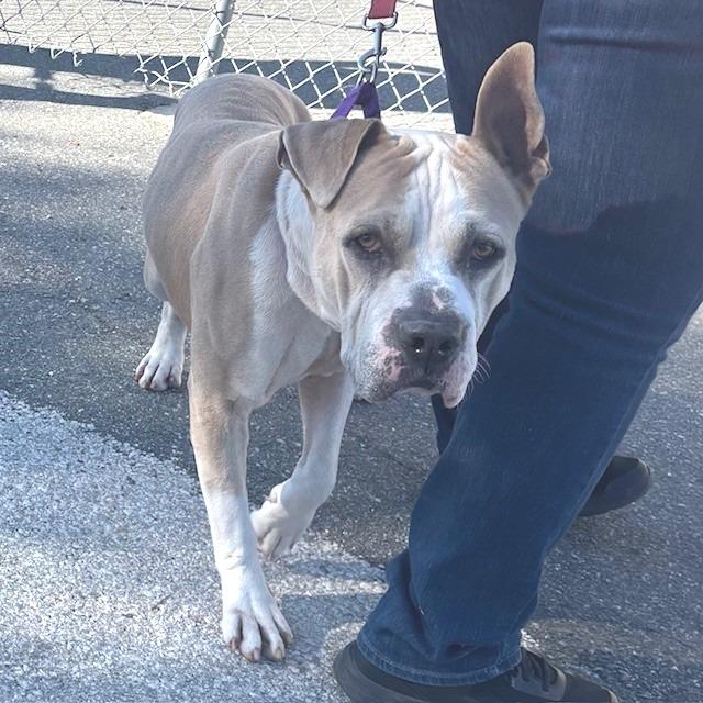 Enlarge Play-Doh, a Adoptable Mixed Breed in Bronson, FL image 1/1