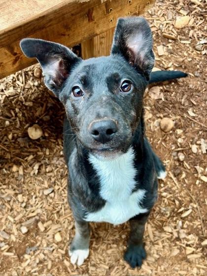 Carrie, Adoptable, Puppy Female Shepherd & Mixed Breed.