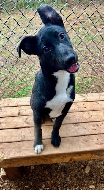 Enlarge Carrie, a Adoptable mixed breed in Cumming, GA image 2/2