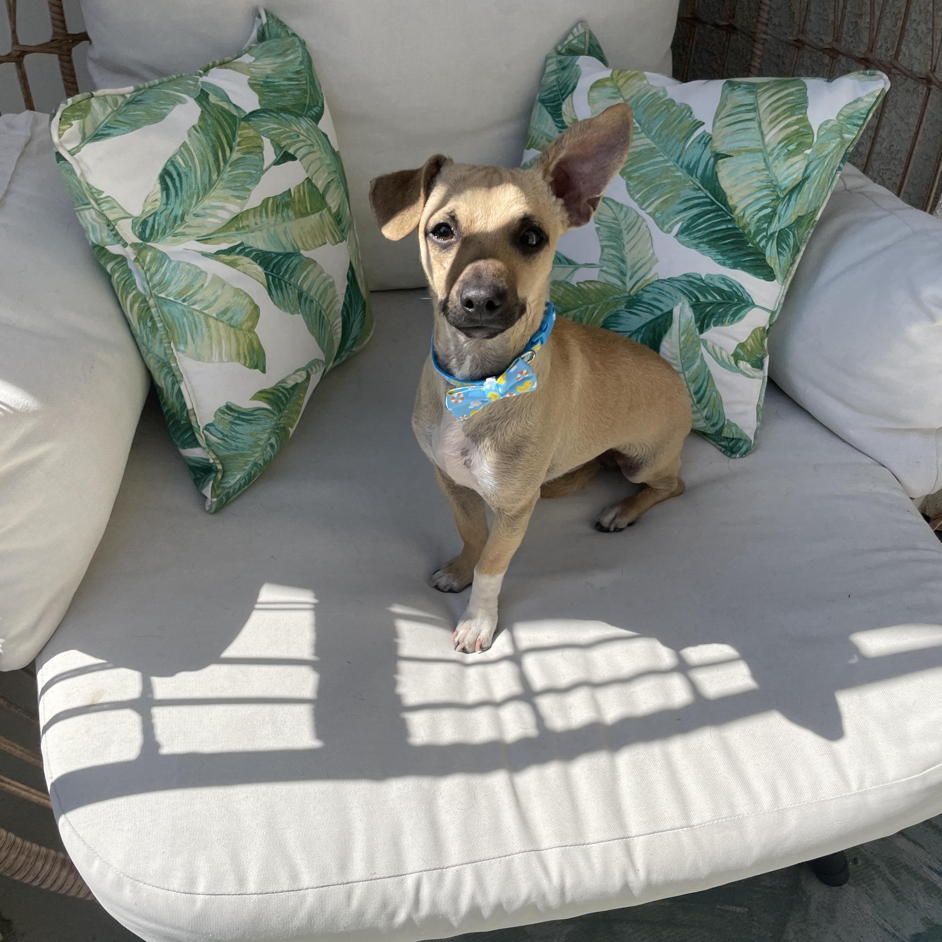 BUDDY photo 2