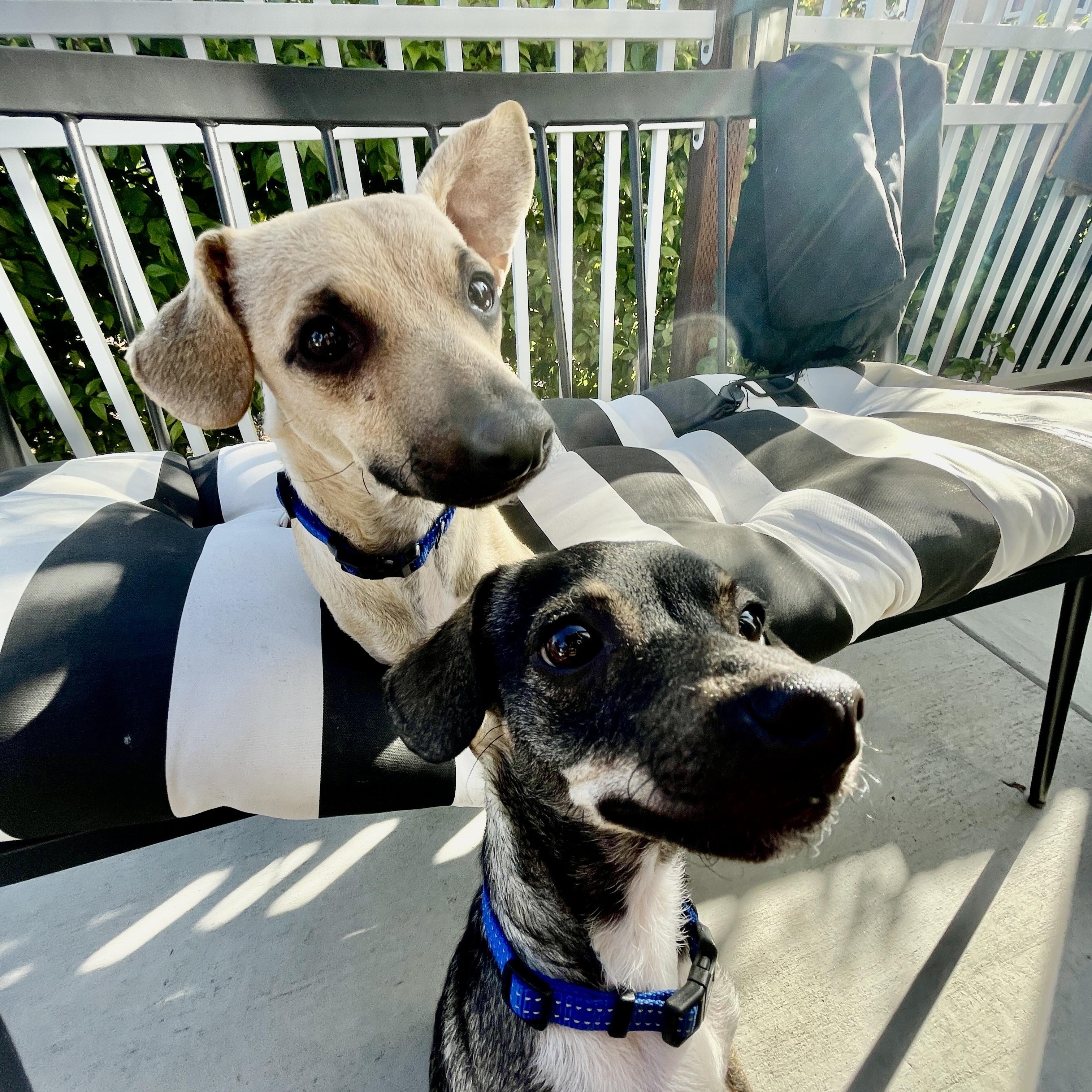 BUDDY photo 6