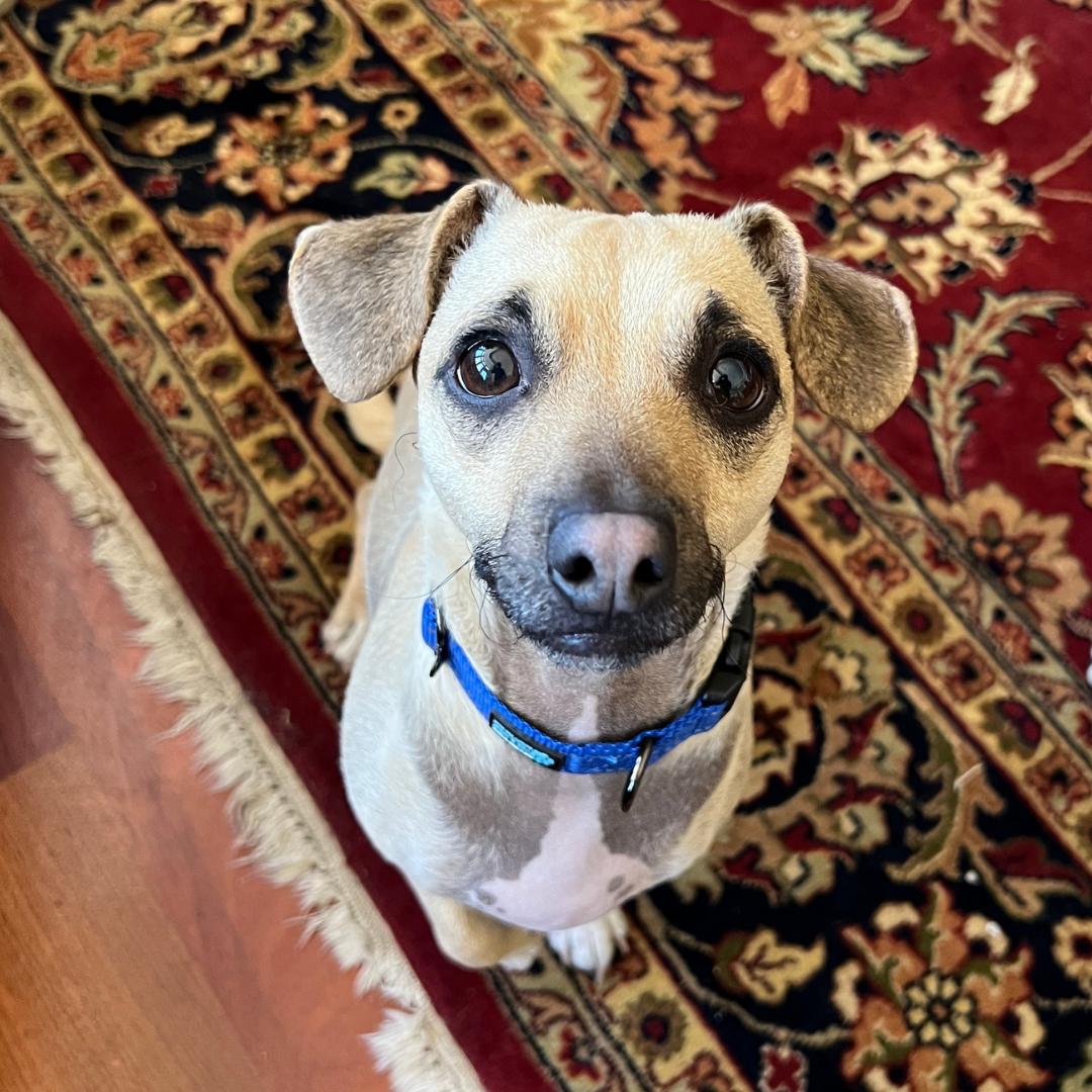 Enlarge BUDDY, a Adoptable mixed breed in Morgan Hill, CA image 1/6