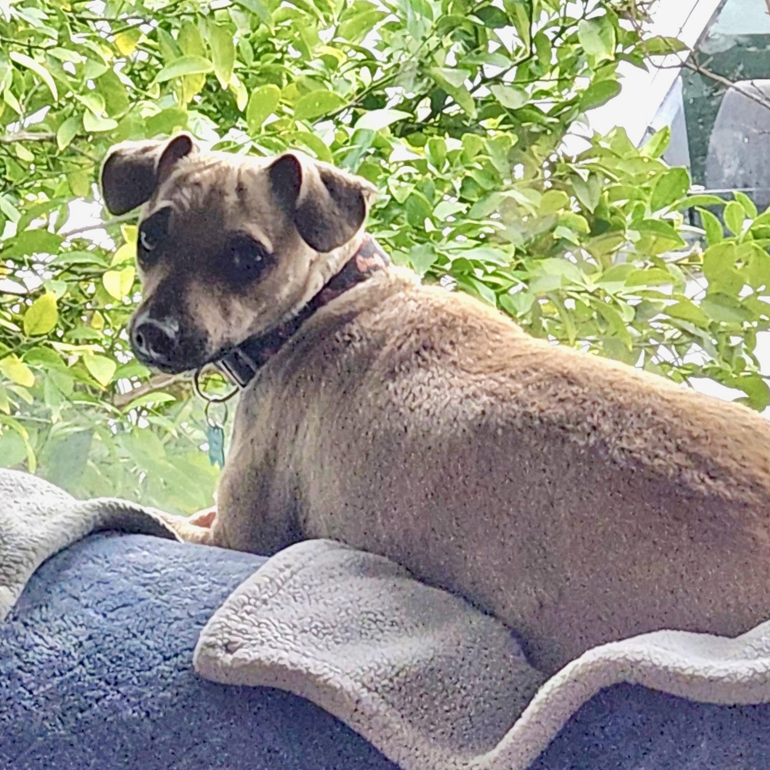 BUDDY, a Adoptable mixed breed in Morgan Hill, CA image 3/6