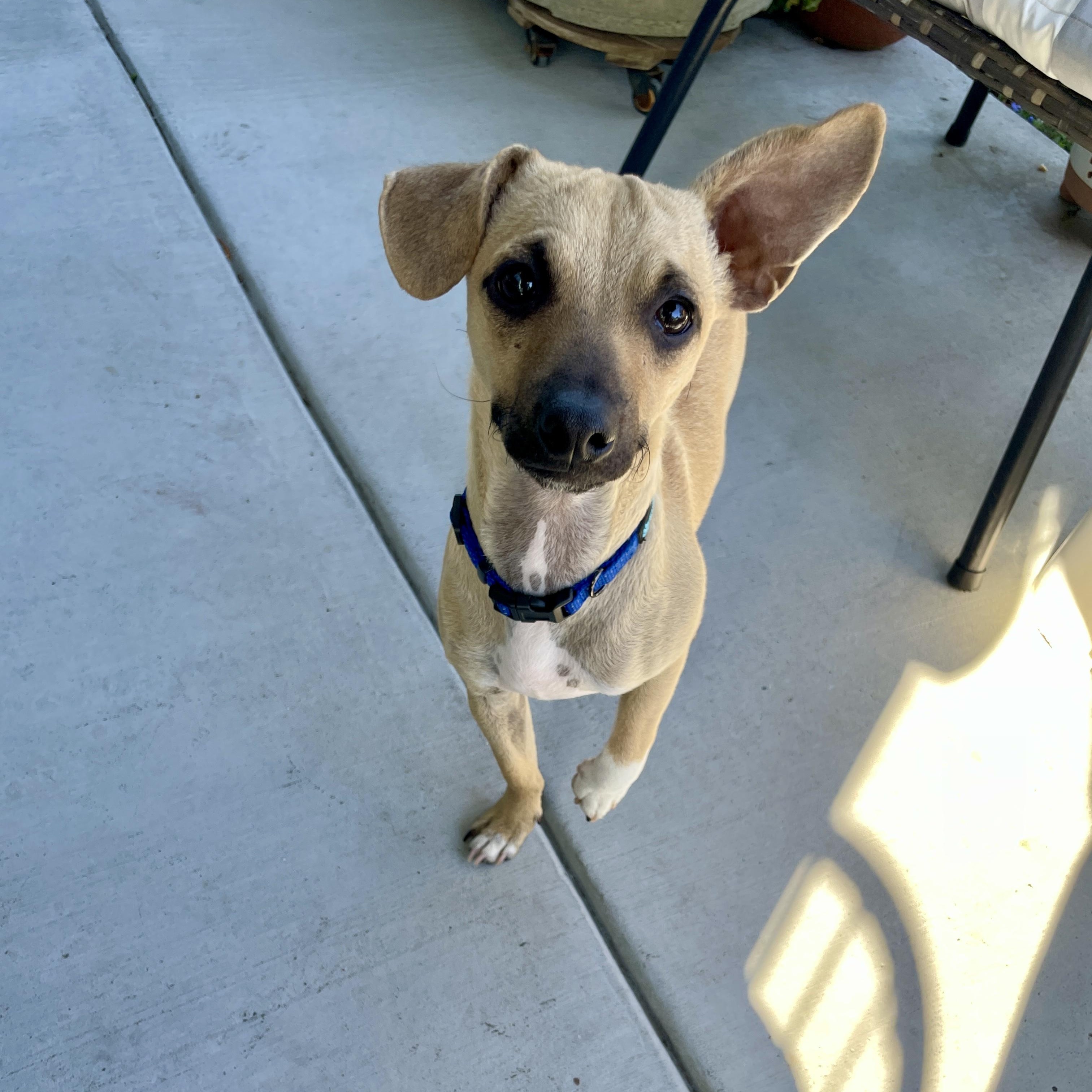 Enlarge BUDDY, a Adoptable mixed breed in Morgan Hill, CA image 6/6