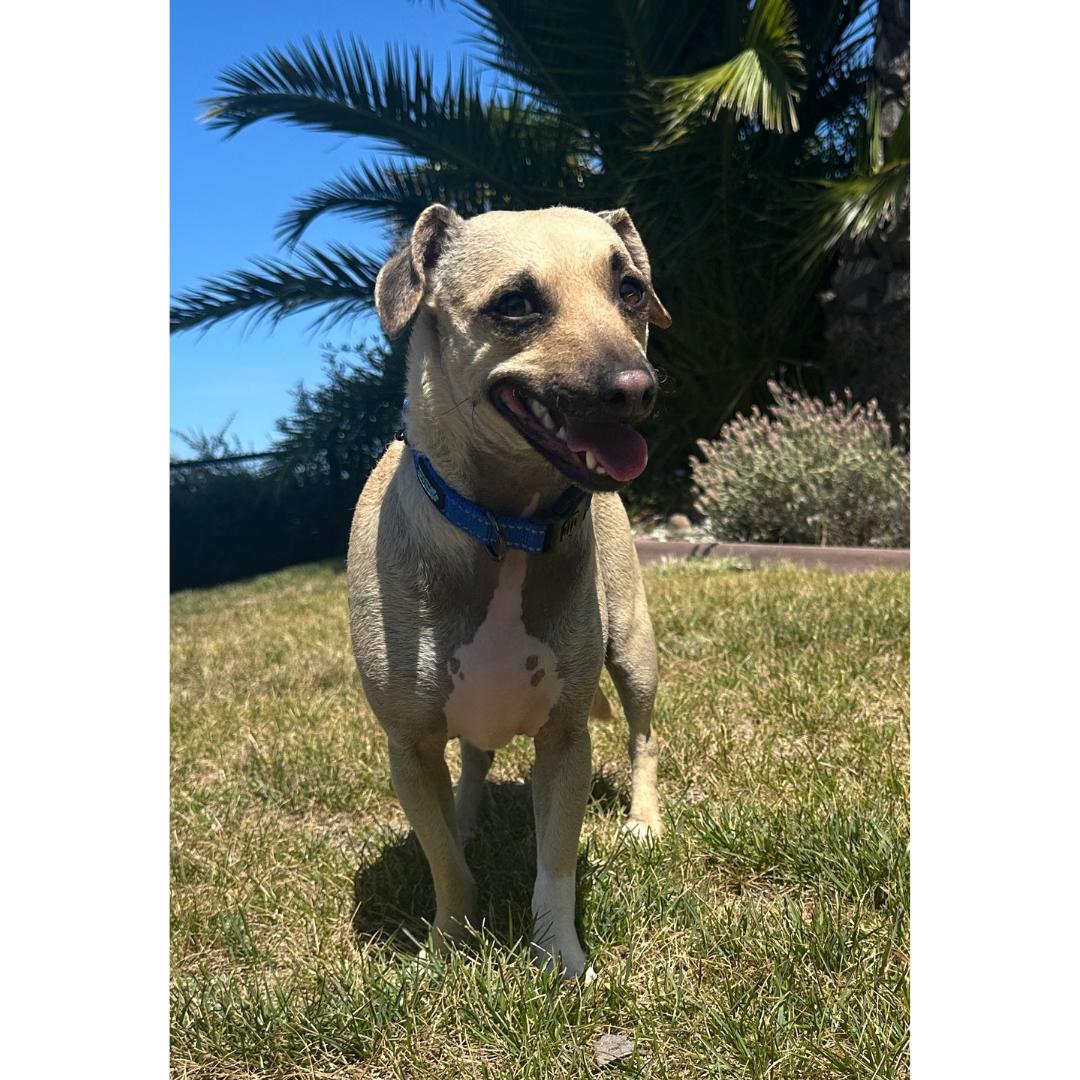 Enlarge BUDDY, a Adoptable mixed breed in Morgan Hill, CA image 2/6