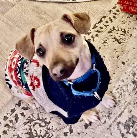 BUDDY, a Adoptable mixed breed in Morgan Hill, CA image 2/6