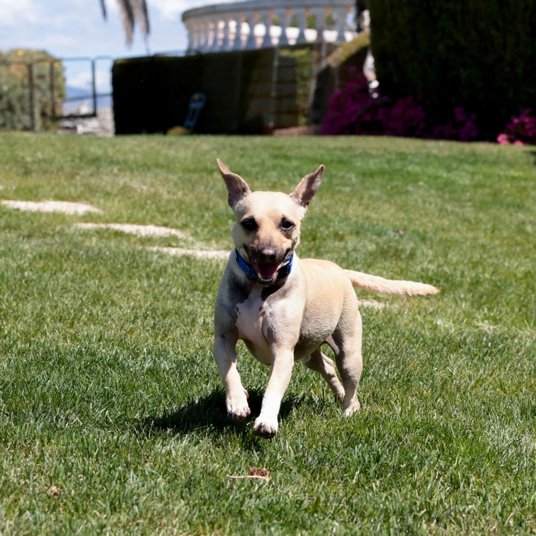Enlarge BUDDY, a Adoptable mixed breed in Morgan Hill, CA image 3/6