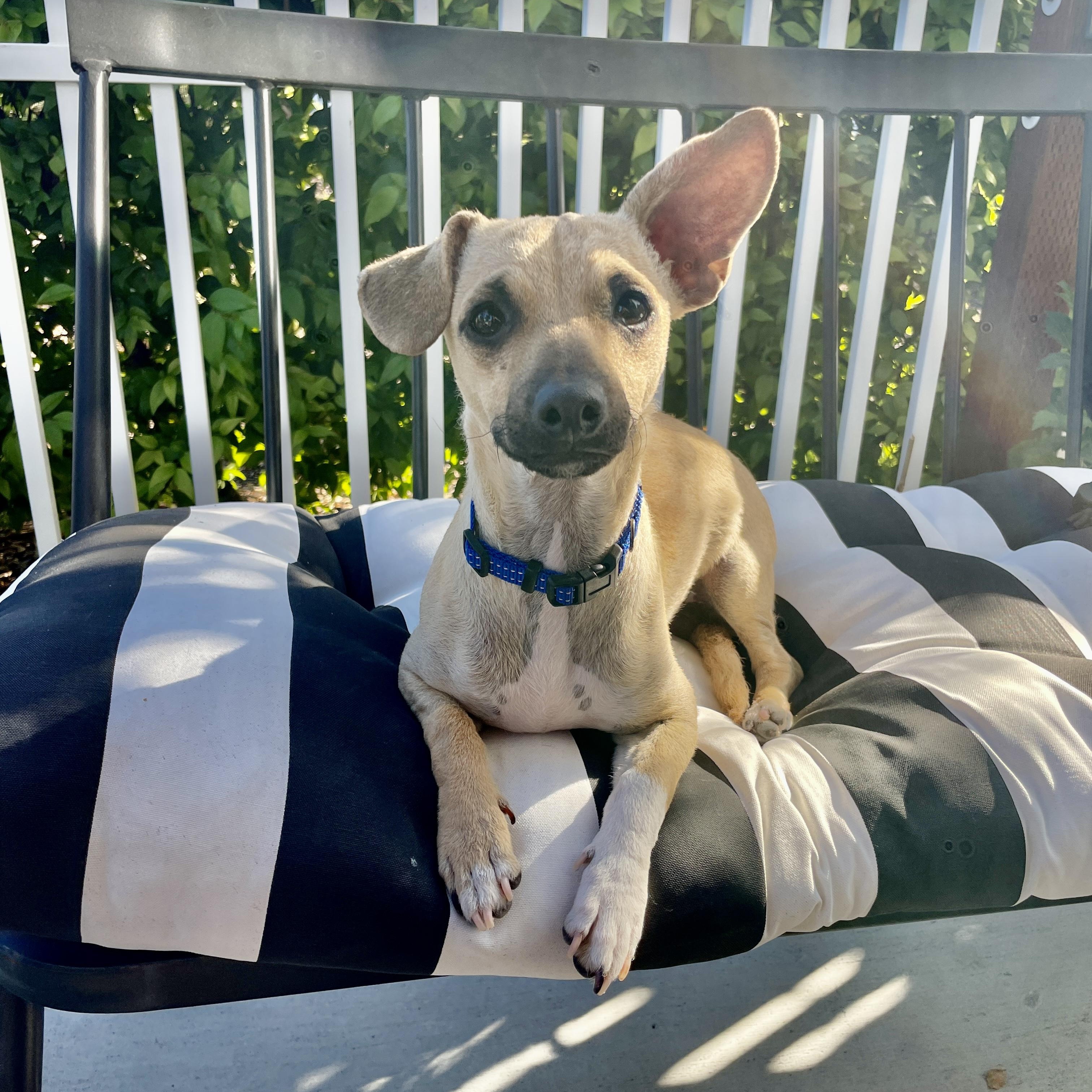 Enlarge BUDDY, a Adoptable mixed breed in Morgan Hill, CA image 3/6