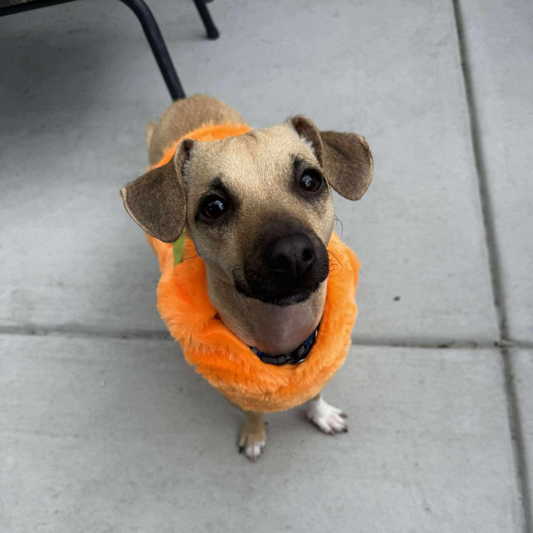 BUDDY, Adoptable, Young Male Chihuahua & Wirehaired Terrier.