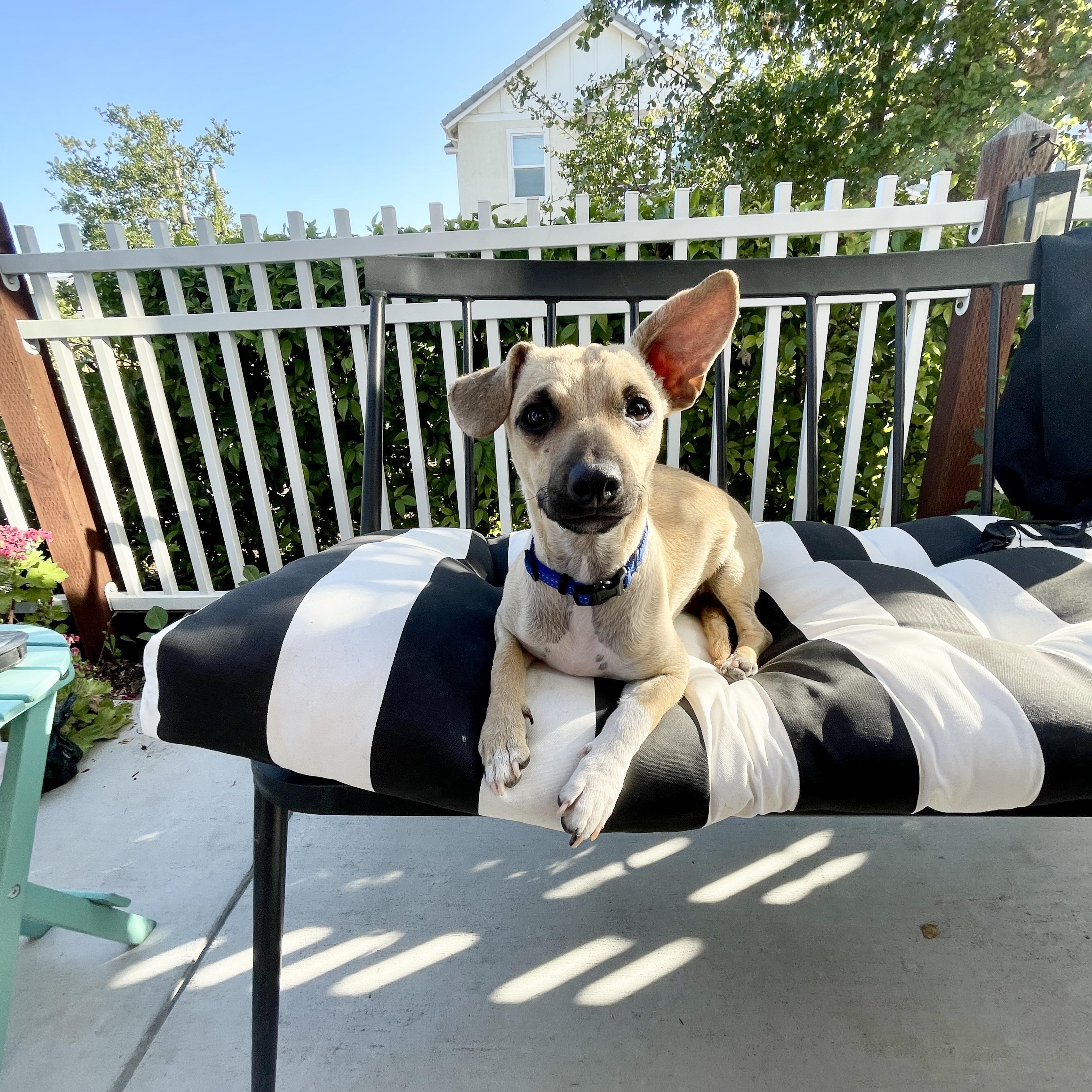 BUDDY photo 4
