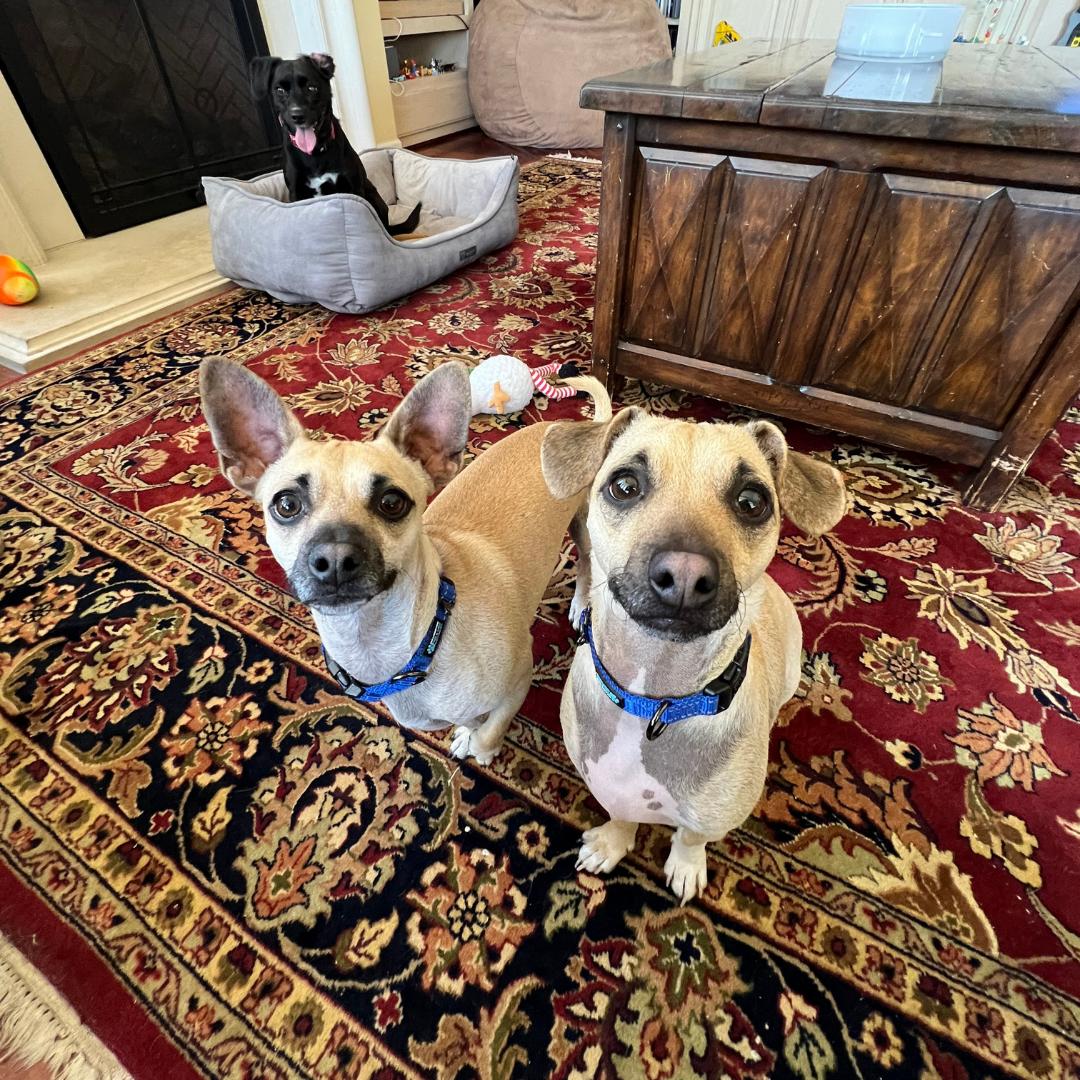 Enlarge BUDDY, a Adoptable mixed breed in Morgan Hill, CA image 4/6