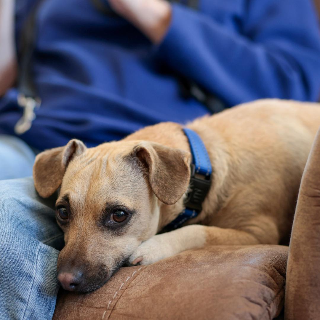 Enlarge BUDDY, a Adoptable mixed breed in Morgan Hill, CA image 5/6