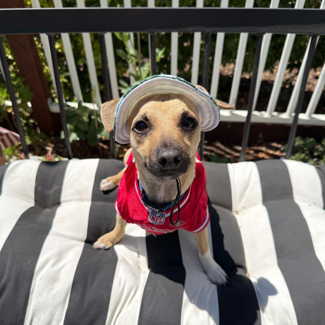 Enlarge BUDDY, a Adoptable mixed breed in Morgan Hill, CA image 4/6