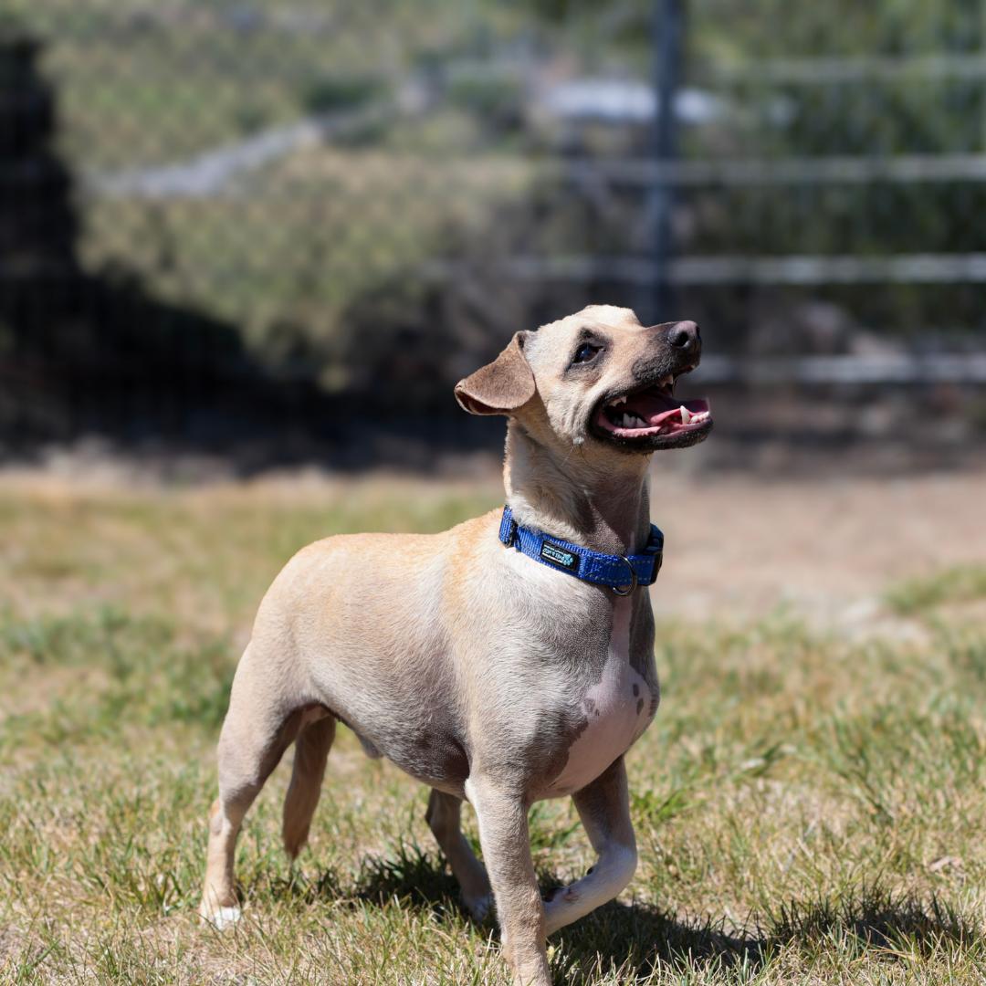 Enlarge BUDDY, a Adoptable mixed breed in Morgan Hill, CA image 6/6