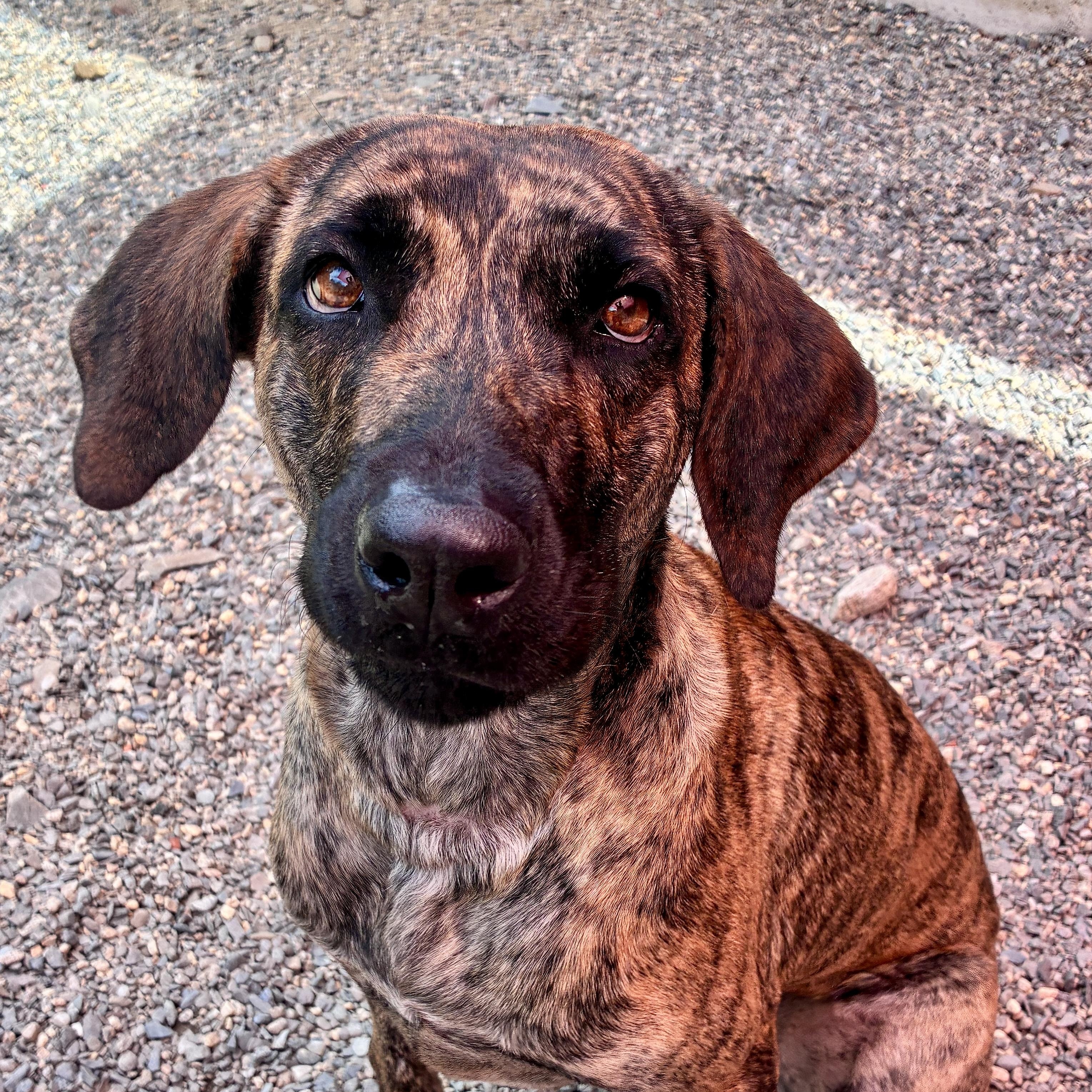 Zillah, Adoptable, Young Female Plott Hound & Mastiff.