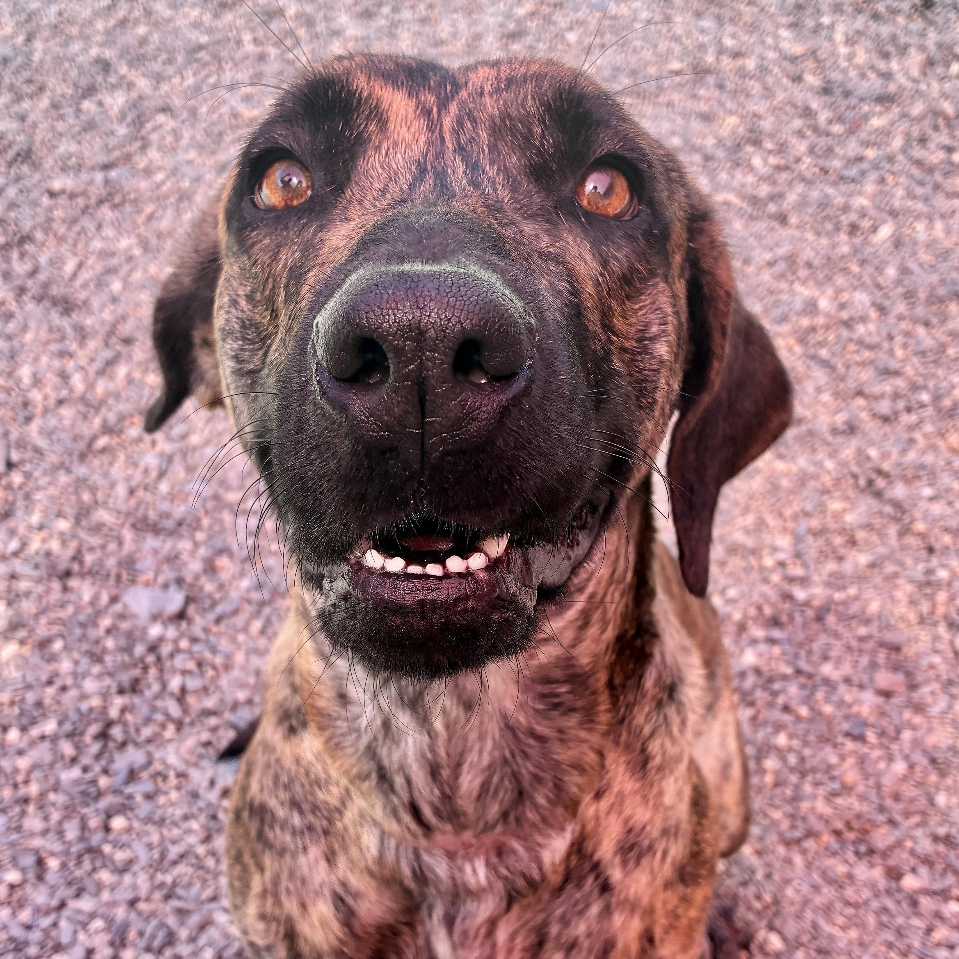 Enlarge Zillah, a Adoptable mixed breed in Newfields , NH image 2/6