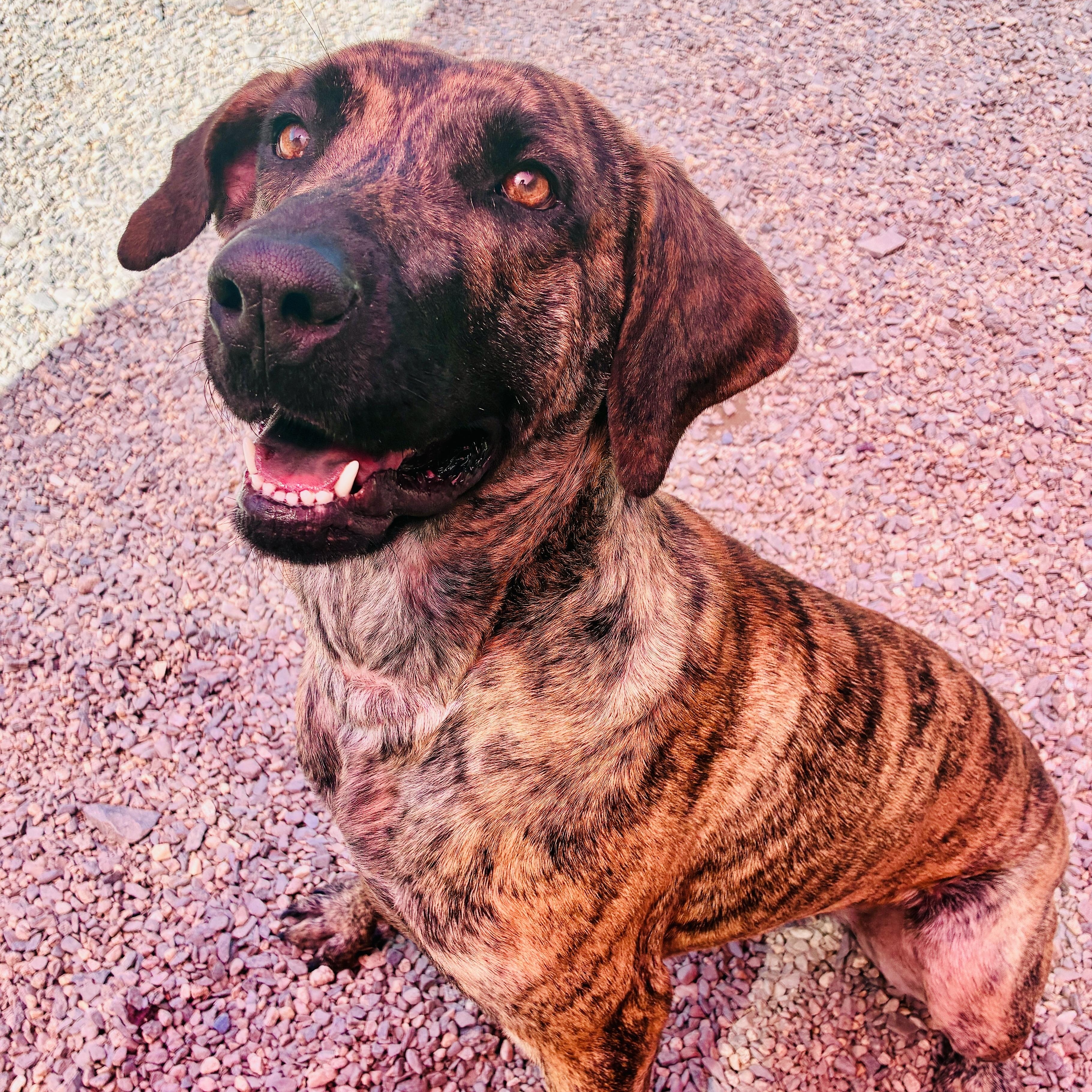 Enlarge Zillah, a Adoptable mixed breed in Newfields , NH image 3/6