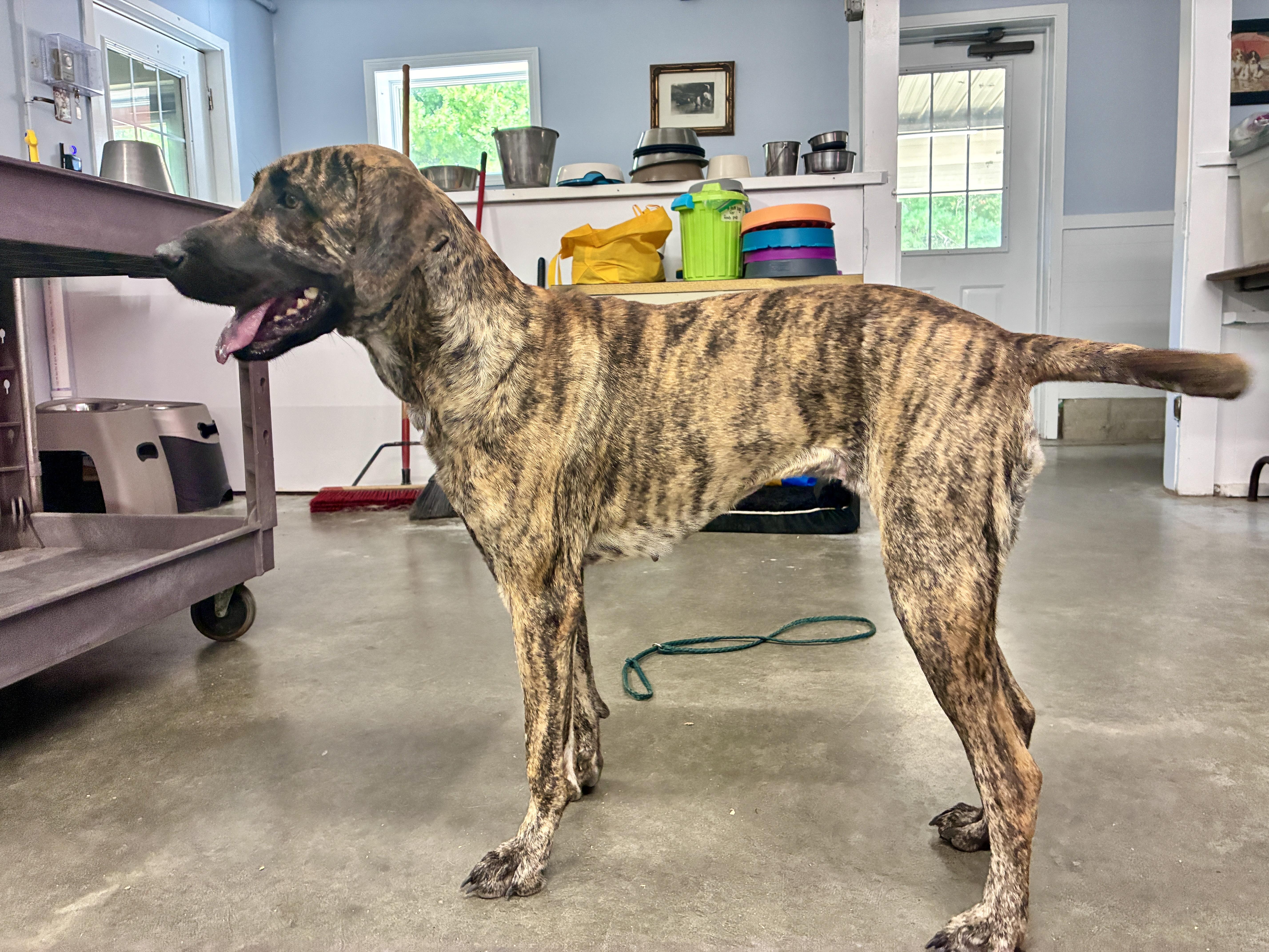 Enlarge Zillah, a Adoptable mixed breed in Newfields , NH image 4/6