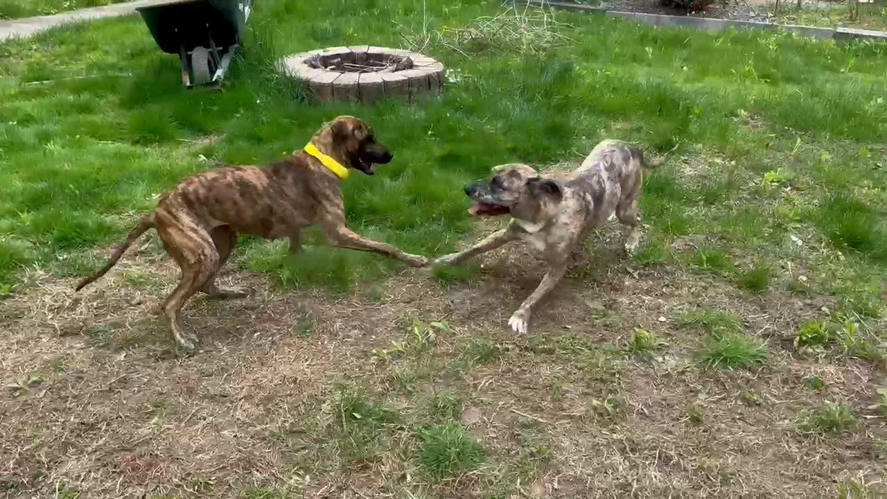 Enlarge Zillah, a Adoptable mixed breed in Newfields , NH video 6/6