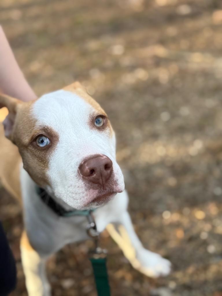 Fern, Adoptable, Puppy Male Terrier.