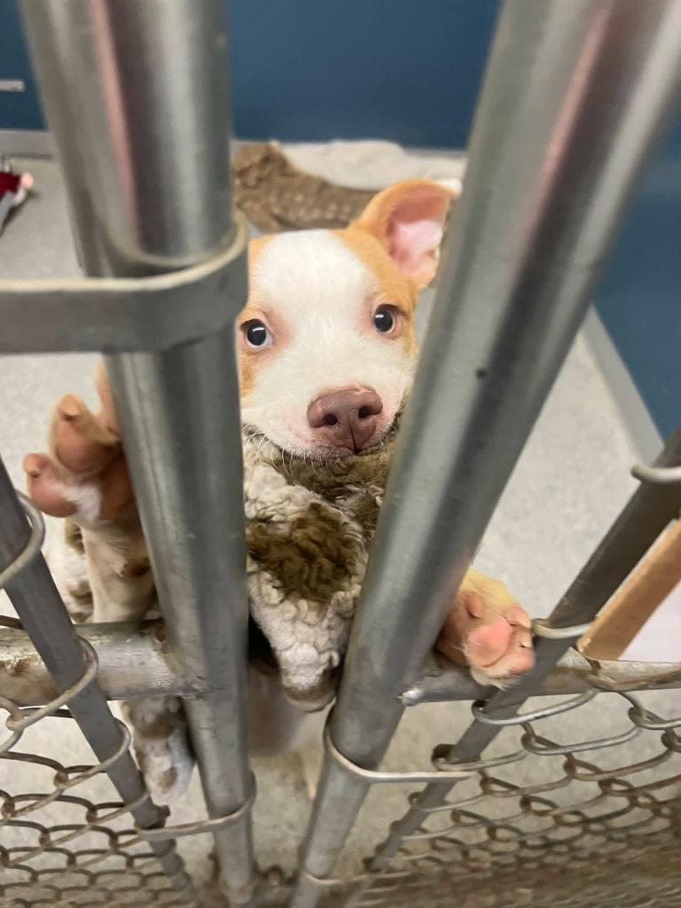 Fern, Adoptable, Young Female Terrier.