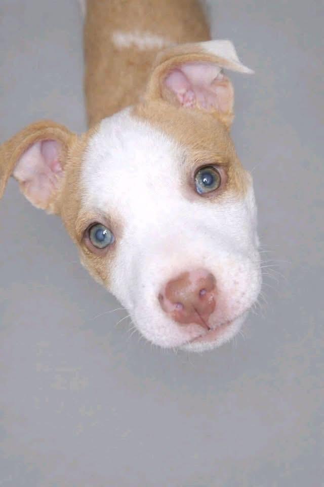 Enlarge Fern, a Adoptable Terrier in Syracuse, IN image 2/3