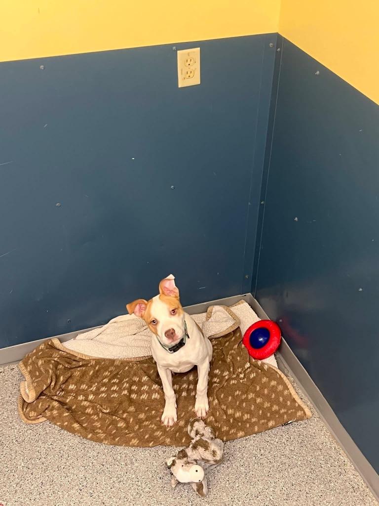 Enlarge Fern, a Adoptable Terrier in Syracuse, IN image 3/3