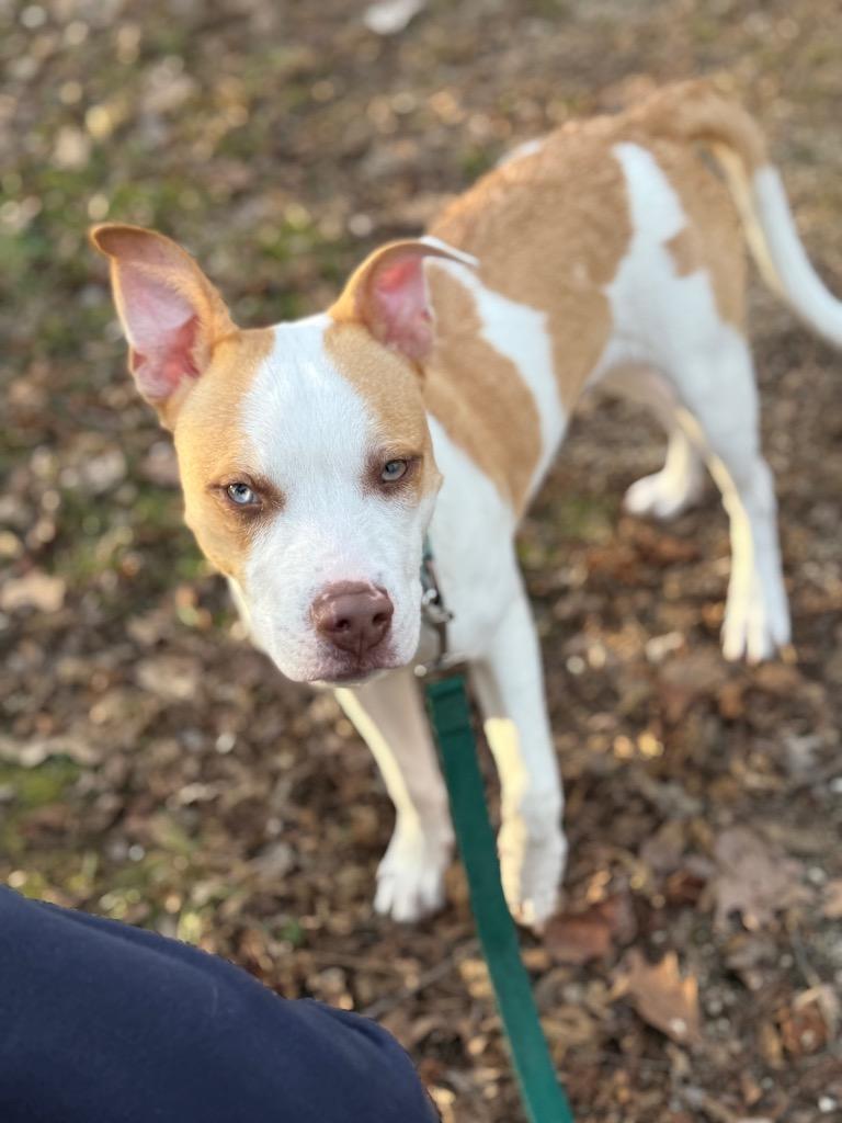 Enlarge Fern, a Adoptable Terrier in Syracuse, IN image 5/5