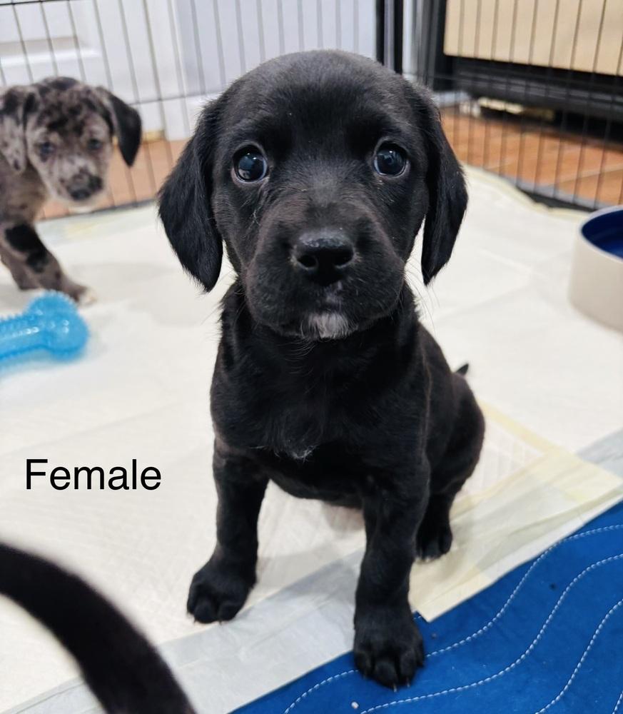 Enlarge Dancer, a Adoptable mixed breed in Willingboro, NJ image 1/2