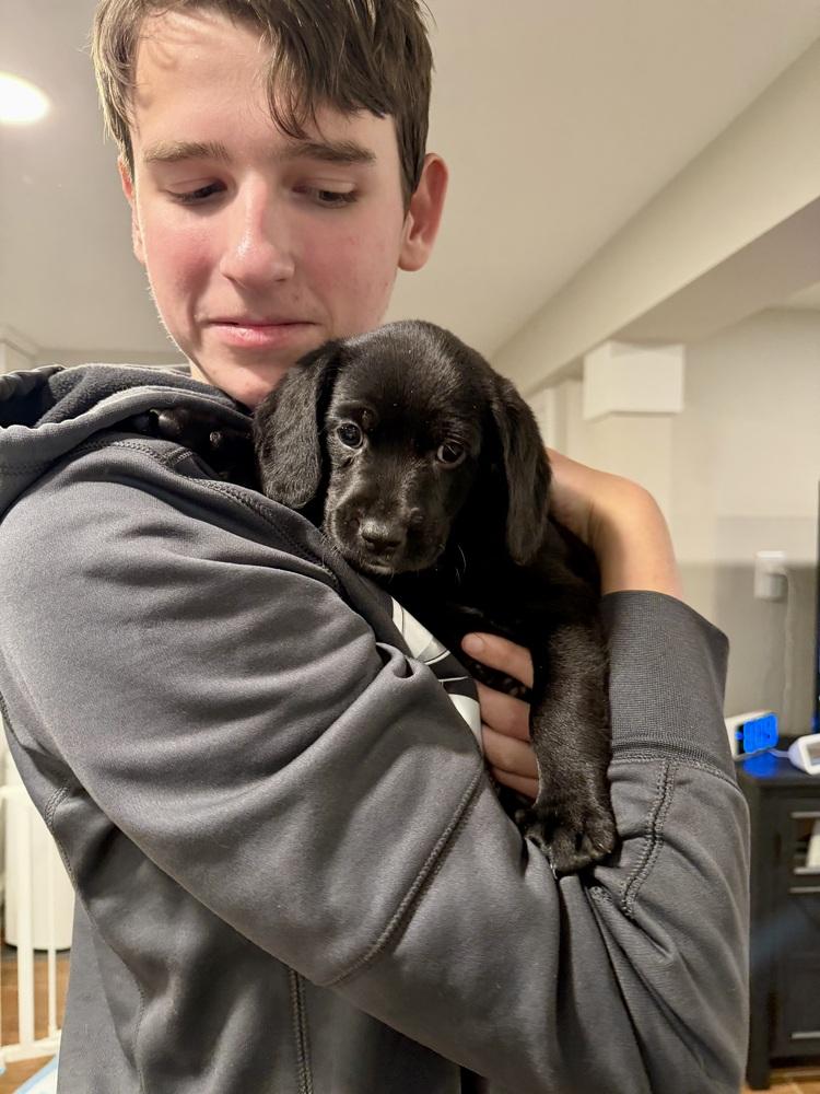 Enlarge Dancer, a Adoptable mixed breed in Willingboro, NJ image 2/2