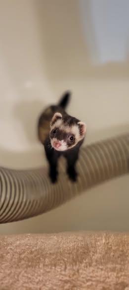 Enlarge Dave, a Adoptable Ferret in Acworth, GA image 1/1