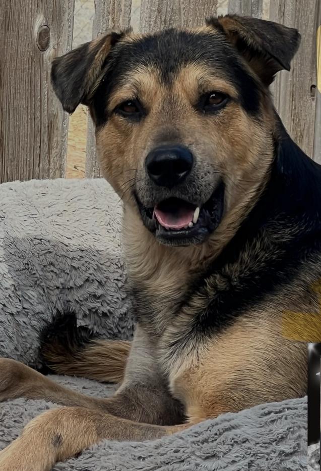 Noodles — thumbnail 3