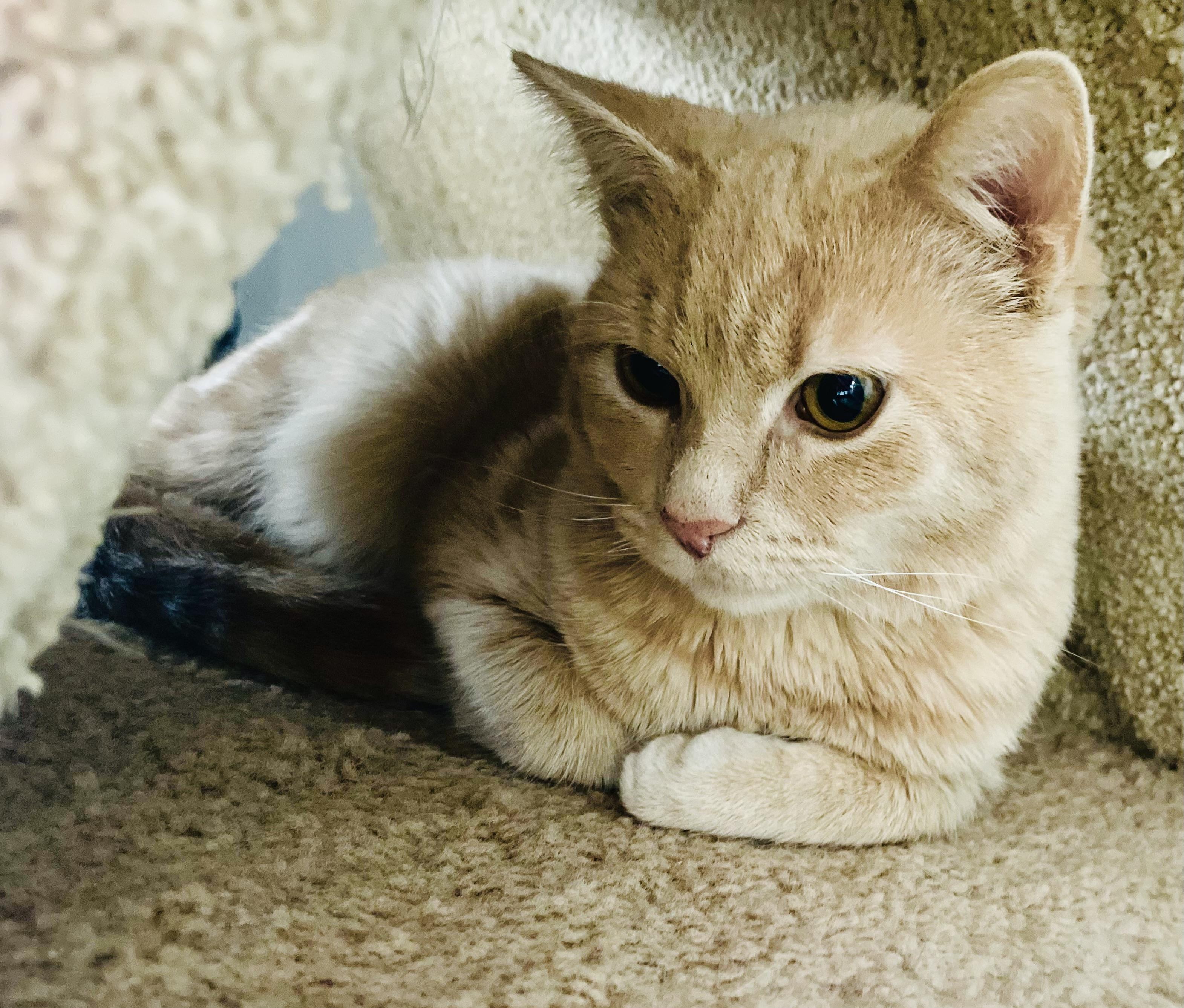 Owen (FeLV+) — thumbnail 3