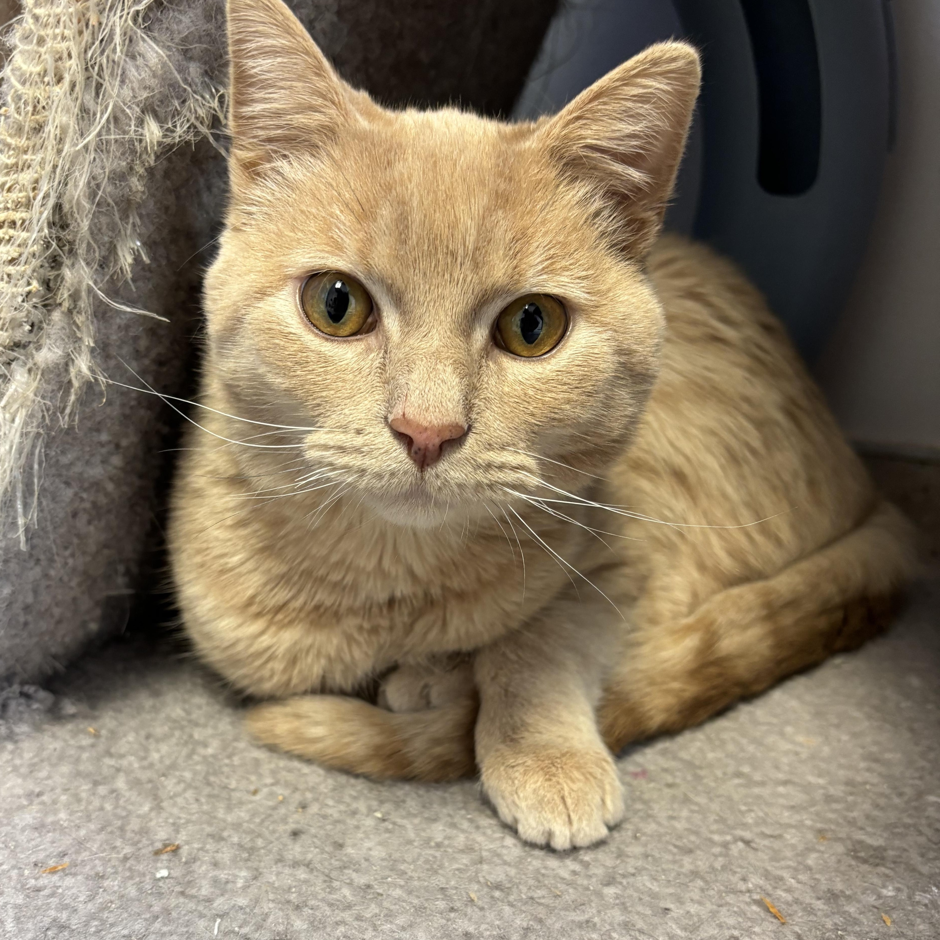 Owen (FeLV+) — thumbnail 4